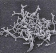 BIFIDOBACTERIUM